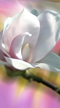Biały kwiat magnolii