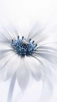 Biały kwiat o niebieskim środku