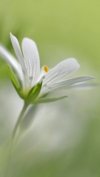 Biały kwiat rogownicy