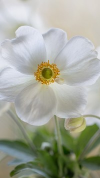 Biały kwiat zawilca