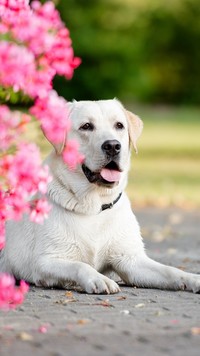 Biały labrador obok kwiatów