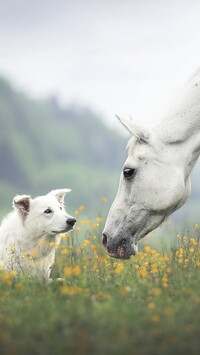 Biały owczarek szwajcarski i koń na łące