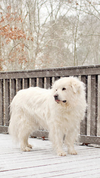 Biały pies pirenejski