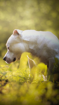 Biały pit bull terrier na łące