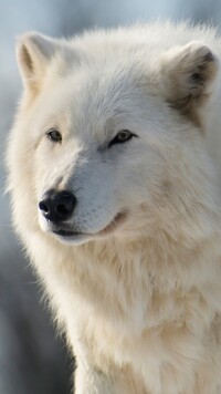 Biały polarny wilk