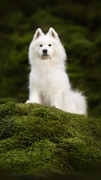 Biały samojed na omszałym głazie