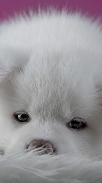 Biały szczeniaczek akita inu