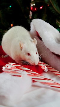 Biały szczur obok cukrowej laski