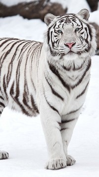 Biały tygrys  idealnie pasujący do śniegu.