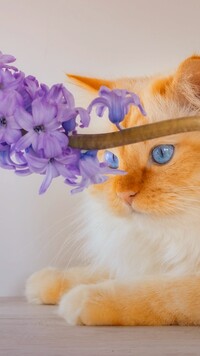 Biszkoptowy kot i kwitnący hiacynt