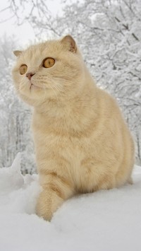 Biszkoptowy kotek na śniegu