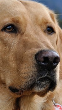 Biszkoptowy labrador retriever