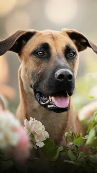 Blackmouth Cur