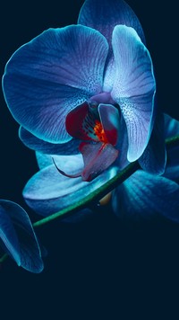 Błękitna Orchidea