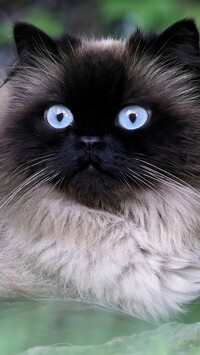 Błękitne oczy kota himalajskiego