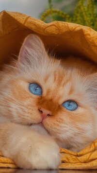 Błękitnooki kot