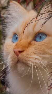 Błękitnooki kot w zbliżeniu