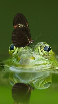 Bliskie spotkanie żaby z motylem w wodzie