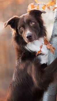 Border collie