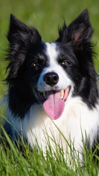 Border collie