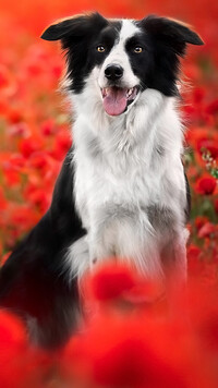 Border collie