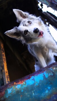 Border collie