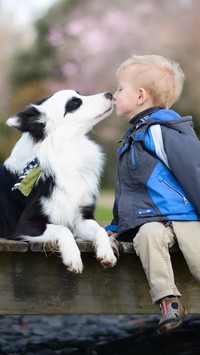 Border collie dający buziaka dziecku na kładce