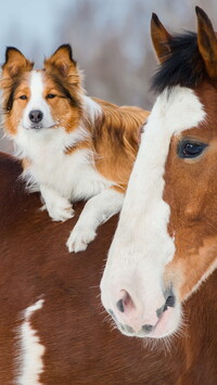 Border collie i koń