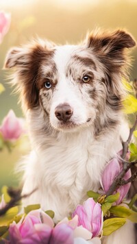 Border collie i kwiaty magnolii