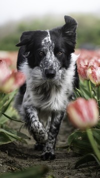 Border collie między tulipanami