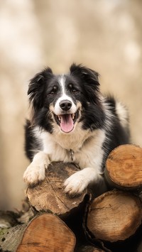 Border collie na kłodach drzewa