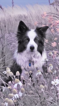 Border collie na łące