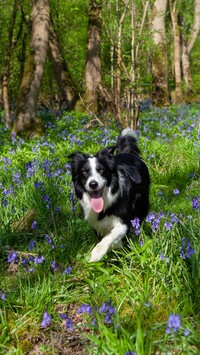 Border collie na łące