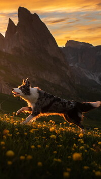 Border collie na łące