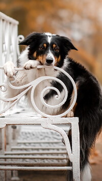 Border collie na ławce