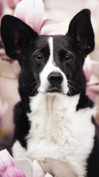 Border collie na tle magnolii