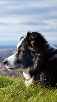 Border collie na trawiastej łące