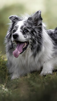 Border collie na trawie