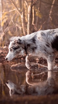 Border collie na tropie