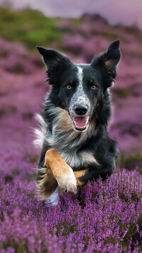 Border collie na wrzosowisku