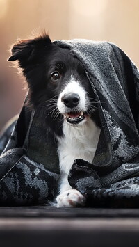 Border collie okryty szalem