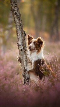 Border collie oparty o drzewo