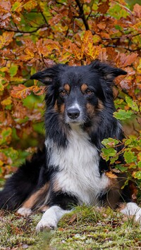 Border collie pod krzewem