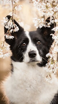 Border collie pod kwitnącymi gałązkami drzewa owocowego