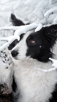 Border collie pod ośnieżoną gałązką