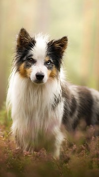 Border collie tricolor