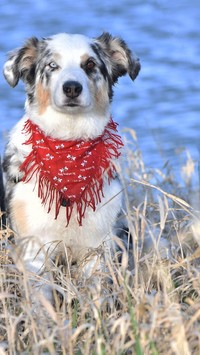 Border collie w czerwonej chuście