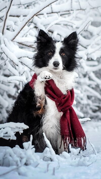 Border collie w czerwonym szaliku