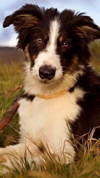 Border collie w grafice