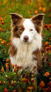 Border collie w kwiatach